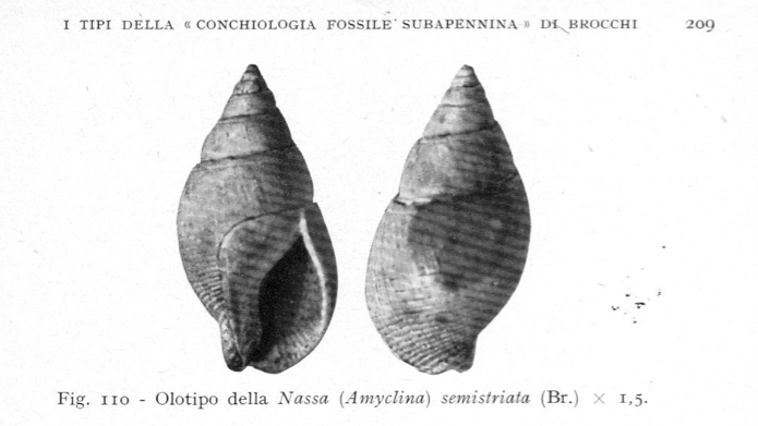 Buccinum semistriatum